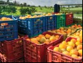 Safra 2025/26 de laranja no cintur